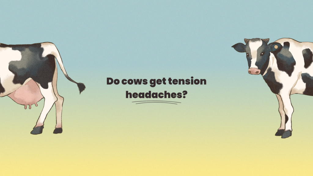 Do cows get tension headaches?